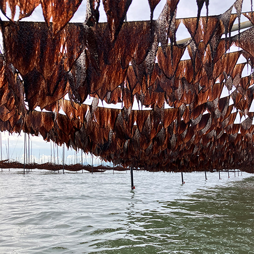 【ばら海苔】【福岡県産】有明の芽吹き【心和水産】15g