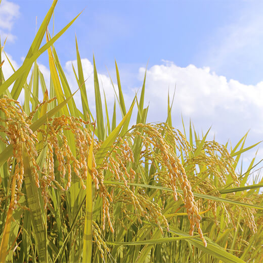 吉備国屋 吉備国米 白米 3kg 岡山県産 残留農薬不検出 バクチャー活用　［2025年産米］