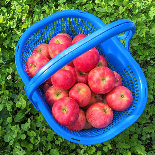 青森県産サンふじ 家庭用 5kg( 約14~20玉)ふみ丸ファーム【送料込】