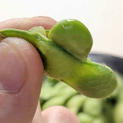 與惣兵衛(よそべい) だだちゃ豆 神の枝豆 冷凍 800g※