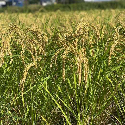 自然栽培玄米 希少品種　高波動米くまみのり 2kg　［2025年産米］