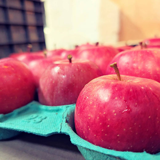 青森県産サンふじ 家庭用 5kg( 約14~20玉)ふみ丸ファーム【送料込】