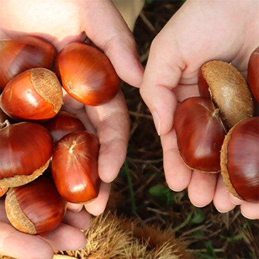 【9/30まで】岐阜県恵那市中野方町の自然栽培和栗 サイズミックス 1kg