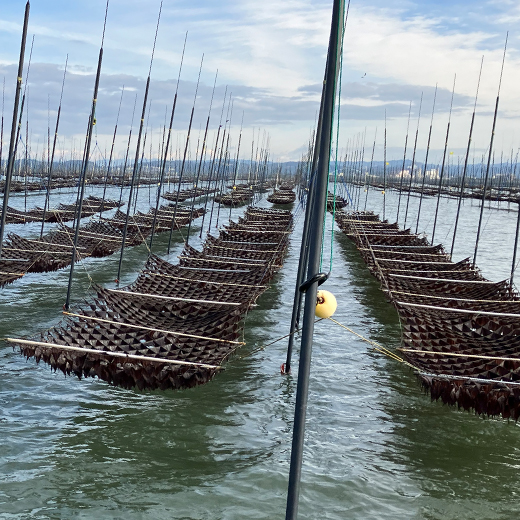 【ばら海苔】【福岡県産】有明の芽吹き【心和水産】15g