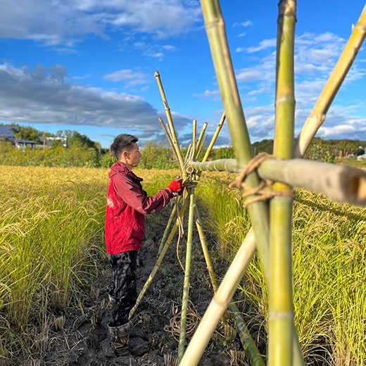 自然栽培玄米 希少品種　高波動米くまみのり 2kg　［2025年産米］