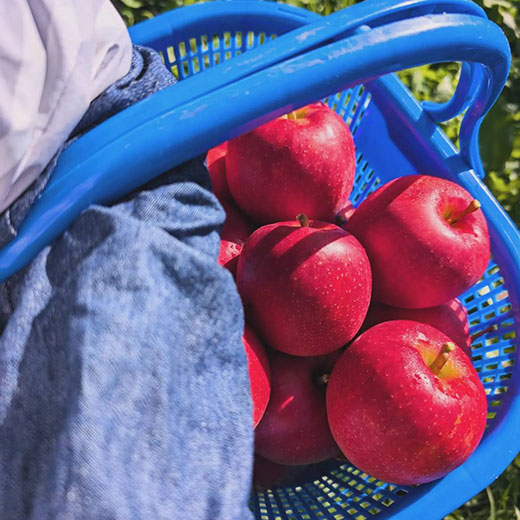 青森県産サンふじ 家庭用 5kg( 約14~20玉)ふみ丸ファーム【送料込】