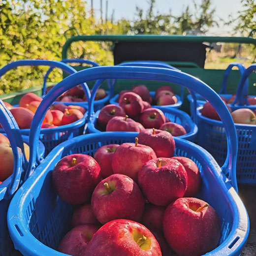 青森県産サンふじ 家庭用 5kg( 約14~20玉)ふみ丸ファーム【送料込】