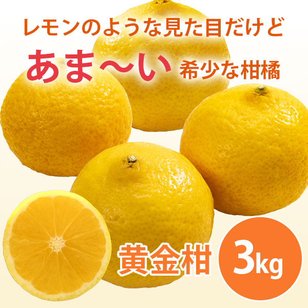 【期間限定3月30日(月)17時まで】黄金柑　ご家庭用（サイズ不揃い）3kg 早和果樹園【送料込】