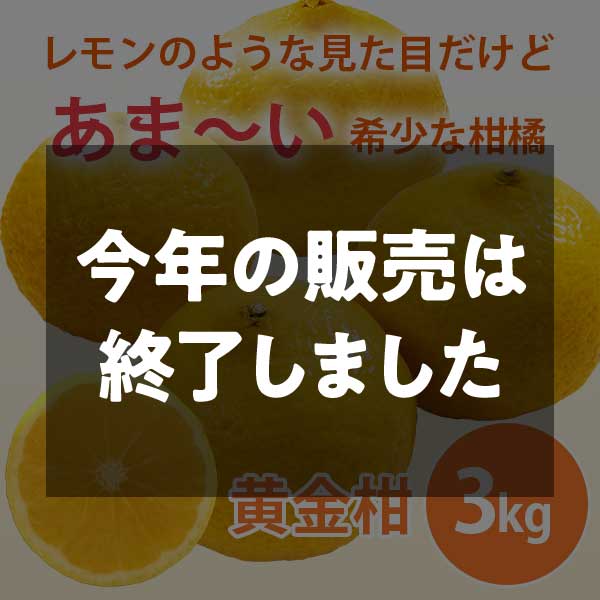 【期間限定3月30日(月)17時まで】黄金柑　ご家庭用（サイズ不揃い）3kg 早和果樹園【送料込】