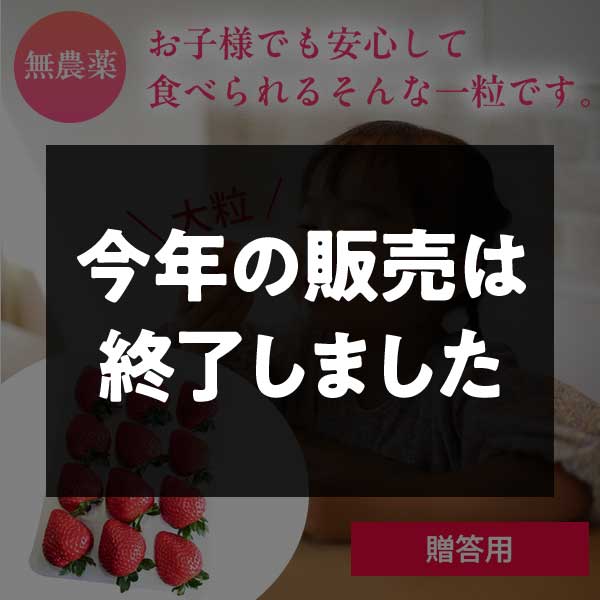 農薬不使用自然栽培 とちおとめ500～600ｇ×1パック 送料込（贈答用）