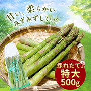 【期間限定5月25日(月)17時まで】北海道の大地が育てた極太アスパラ500g 千葉農園【送料込】