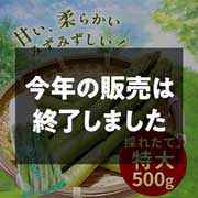 【期間限定5月25日(月)17時まで】北海道の大地が育てた極上アスパラ500g　千葉農園【送料込】