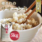 【JWティーの恵を活かして栽培！】穂まれのササニシキ　玄米  5kg