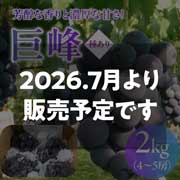 【100箱限定のEOS特別価格！】【8/29まで】野の香　巨峰(種あり)  2kg（4～5房）冷蔵