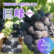 【100箱限定のEOS特別価格！】【8/29まで】野の香　巨峰(種あり)  2kg（4～5房）冷蔵