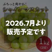 【数量限定のEOS特別価格！】【8/29まで】野の香　シャインマスカット  1kg（2房） 冷蔵