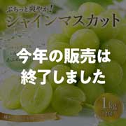 【数量限定】【8/28(金)17時まで】野の香 シャインマスカット 1kg(2房) 冷蔵便 ご家庭用 送料込み