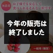農薬不使用自然栽培 とちおとめ250～300ｇ×２パック 送料込 一般用（贈答）
