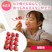 農薬不使用自然栽培 とちおとめ500～600ｇ×1パック 送料込（贈答用）