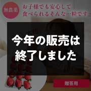 農薬不使用自然栽培 とちおとめ500～600ｇ×1パック 送料込（贈答用）