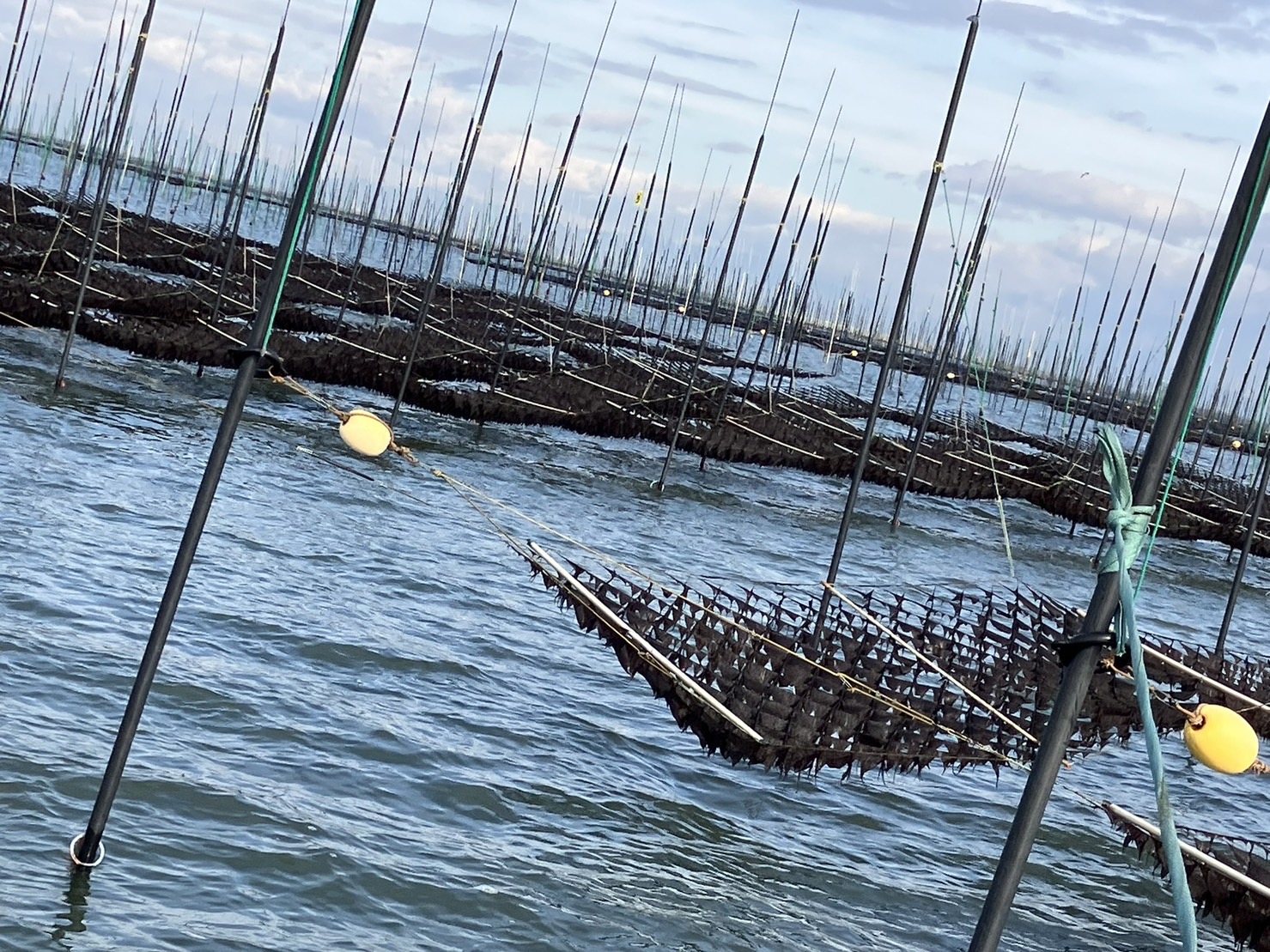 地球温暖化で「海苔養殖」がピンチ!?