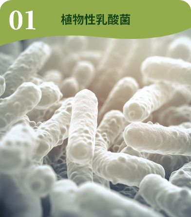 01 植物性乳酸菌