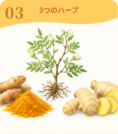 03 3つのハーブ