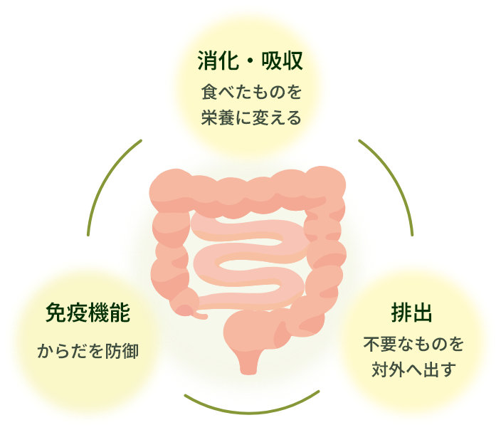 腸のシステム
