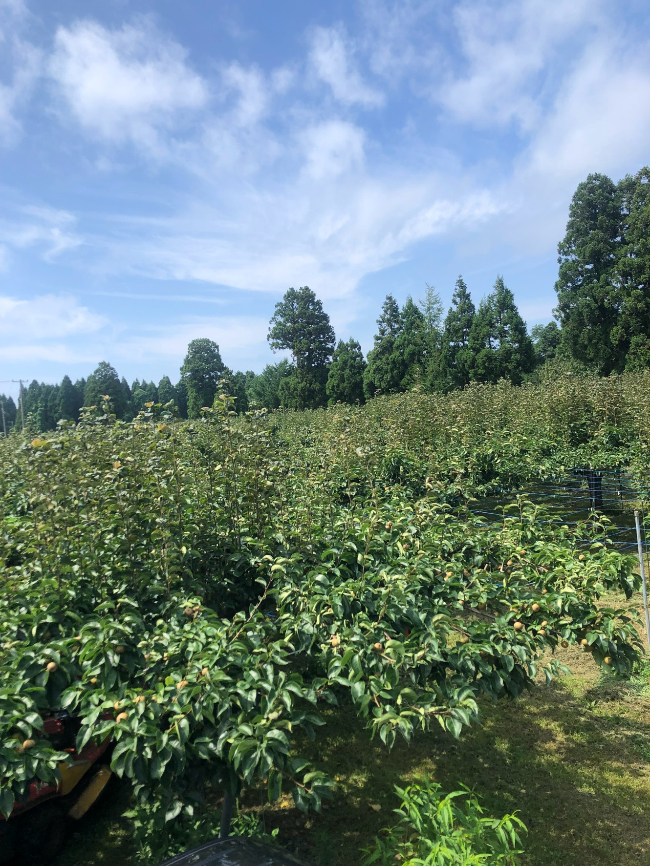 大将梨園の梨の木