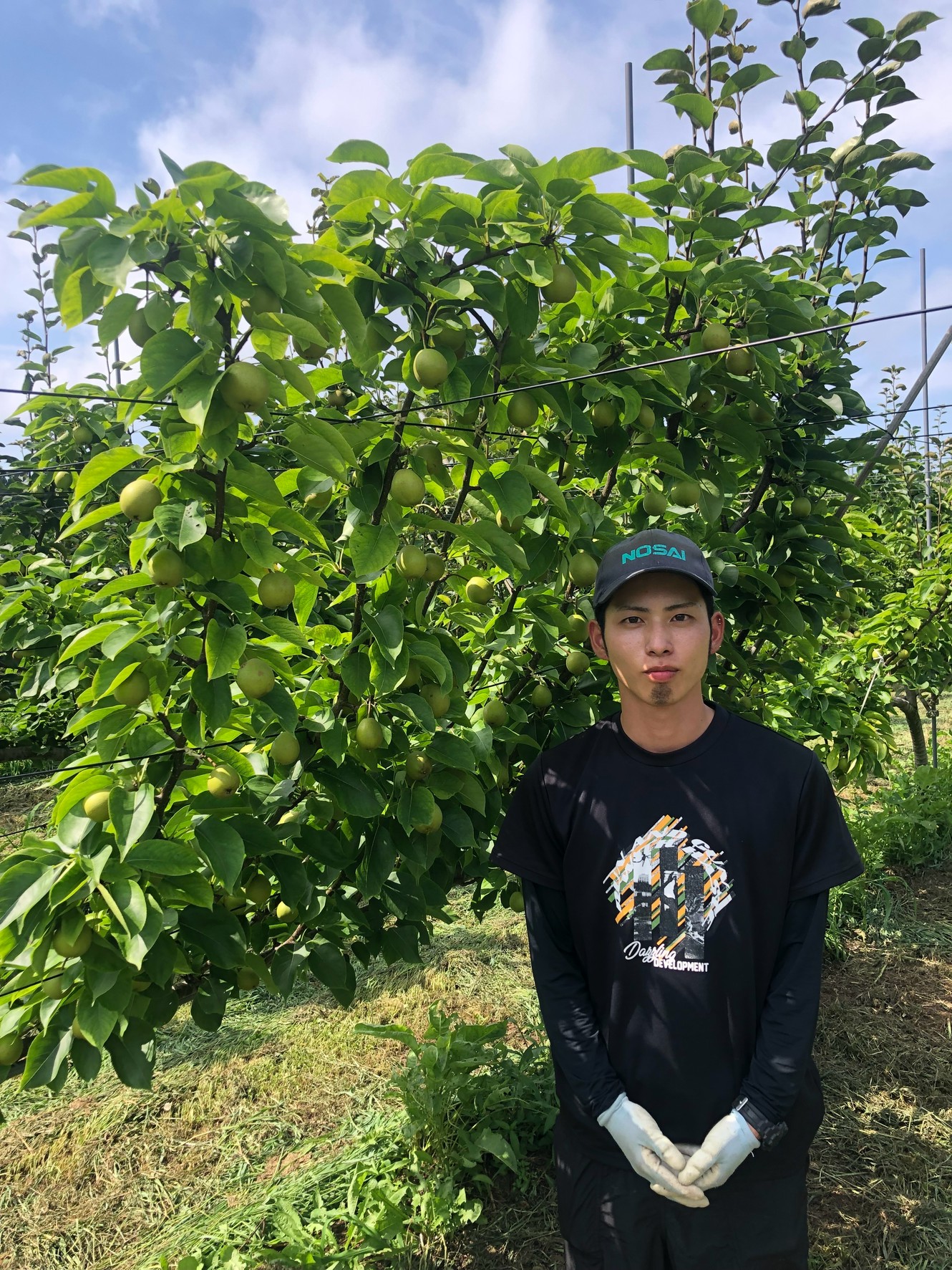 大将梨園